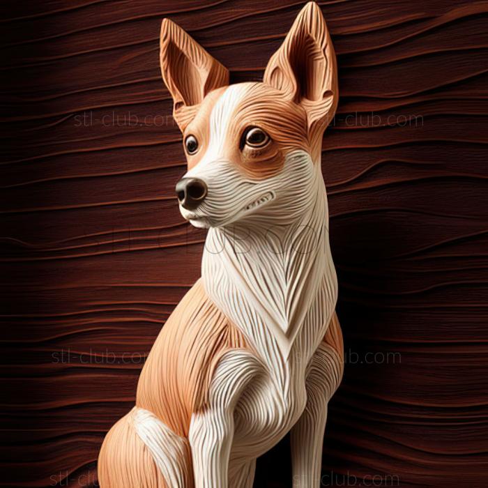 st Toy Fox Terrier dog